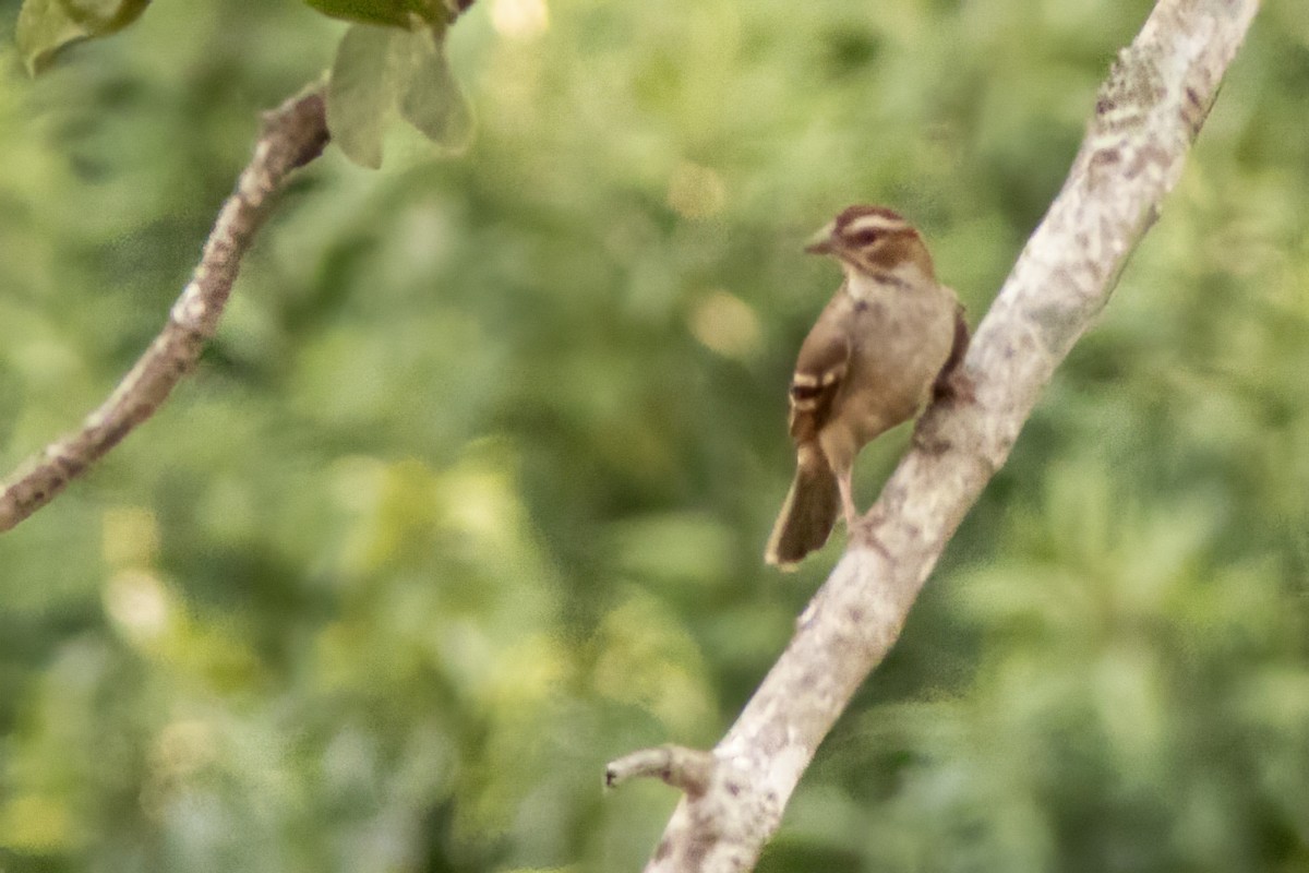 Chestnut-crowned Sparrow-Weaver - ML614332108