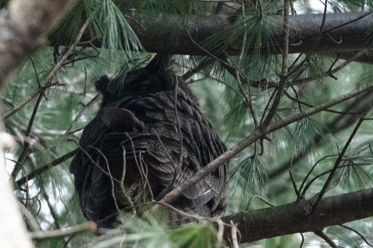 Great Horned Owl - ML614332301