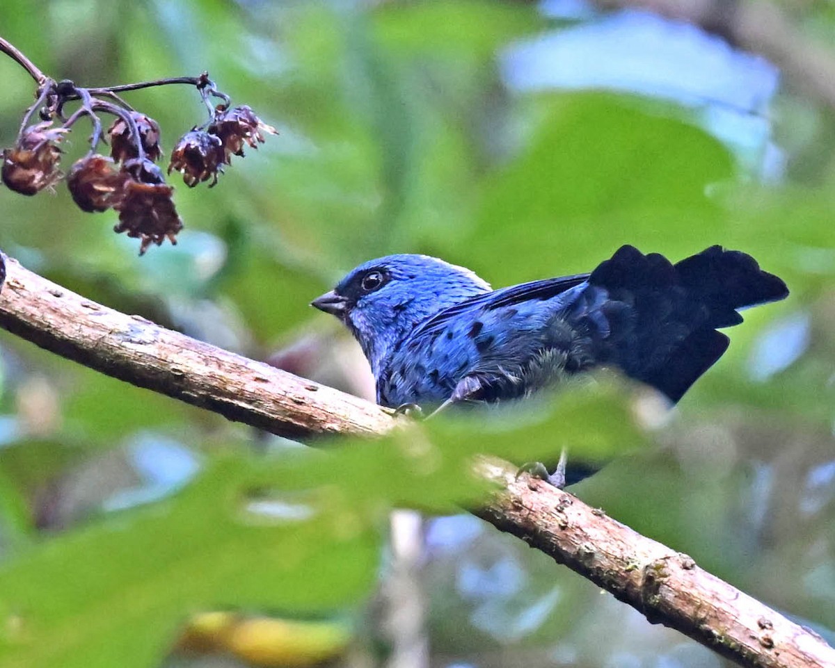 Blue-and-black Tanager - ML614332588