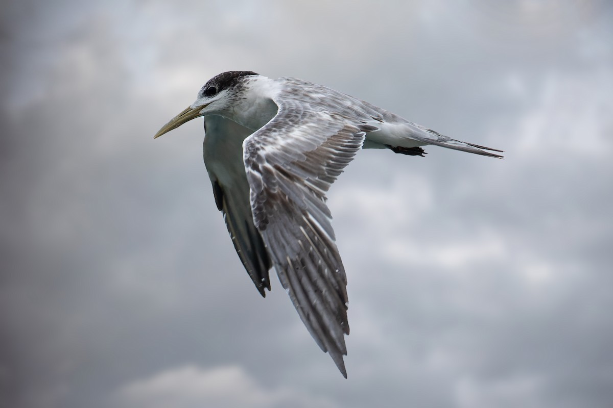 Great Crested Tern - ML614332678