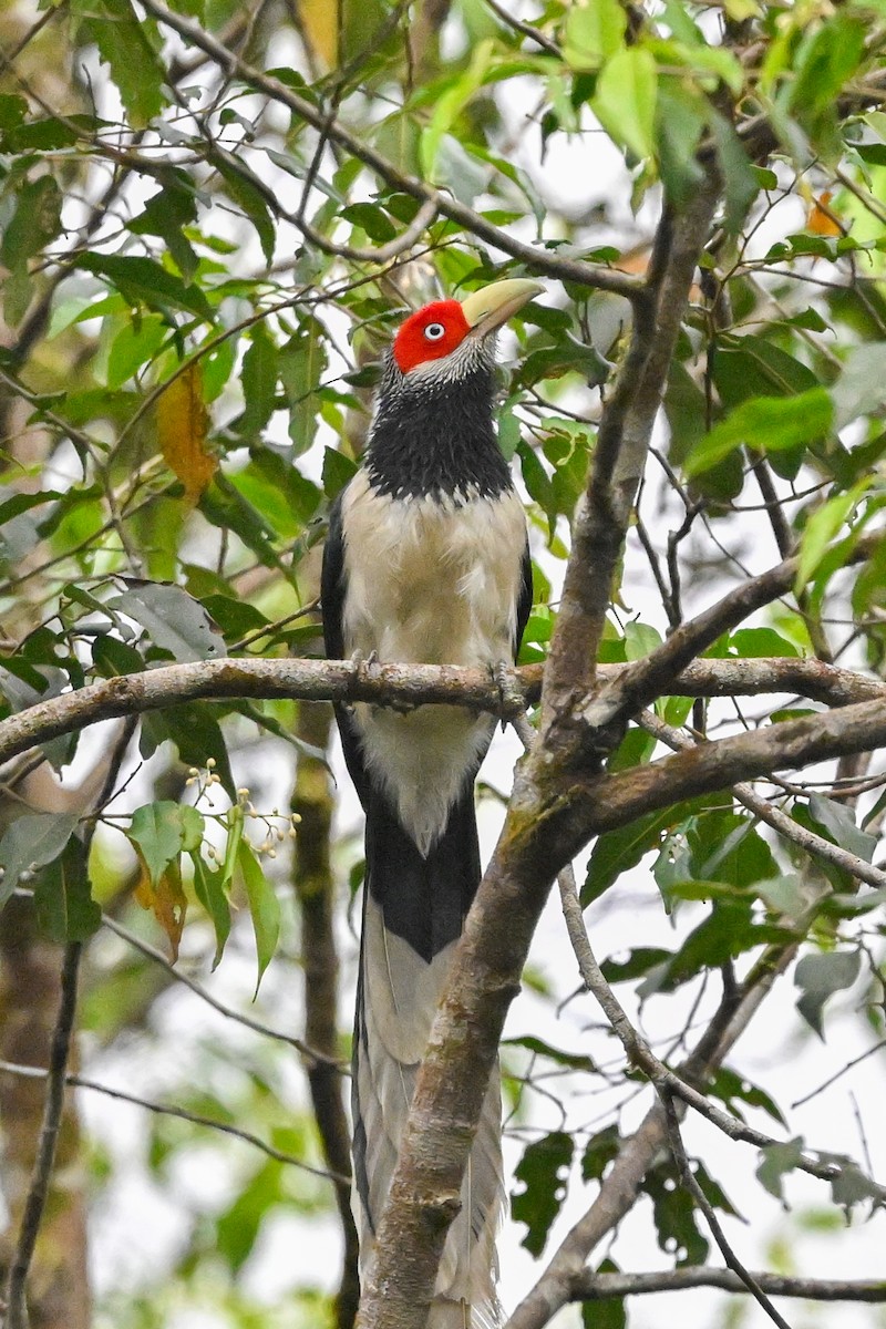 Red-faced Malkoha - ML614332769