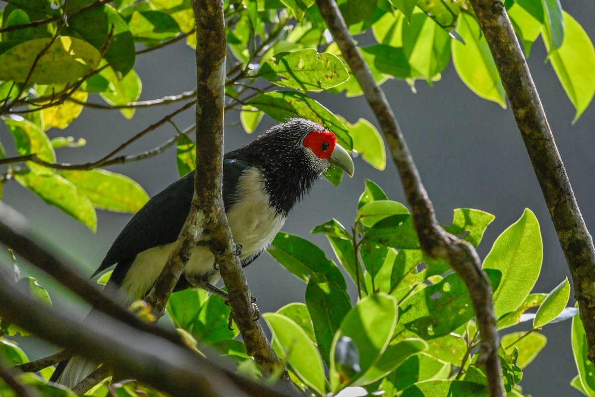 Red-faced Malkoha - ML614332770