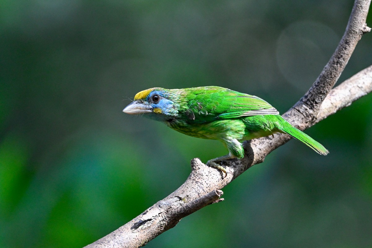 Yellow-fronted Barbet - ML614332788