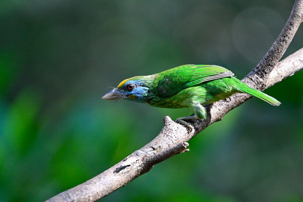 Yellow-fronted Barbet - ML614332789