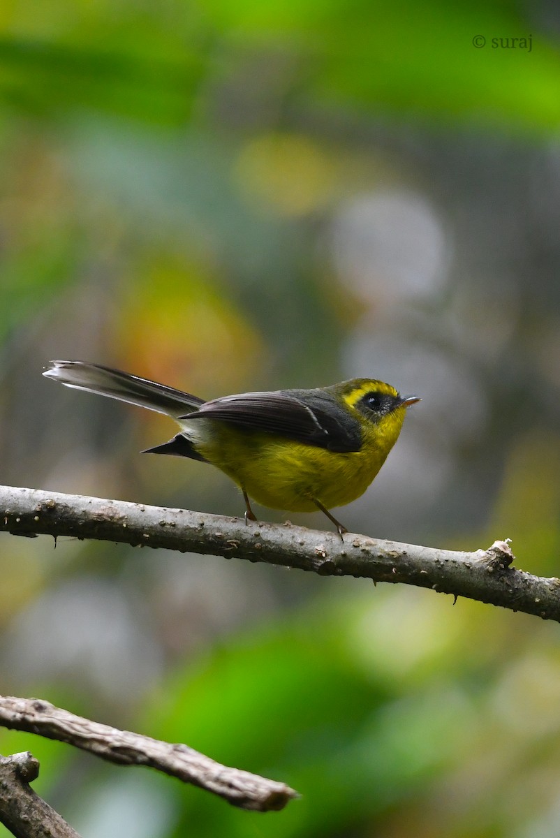 Yellow-bellied Fairy-Fantail - ML614333083