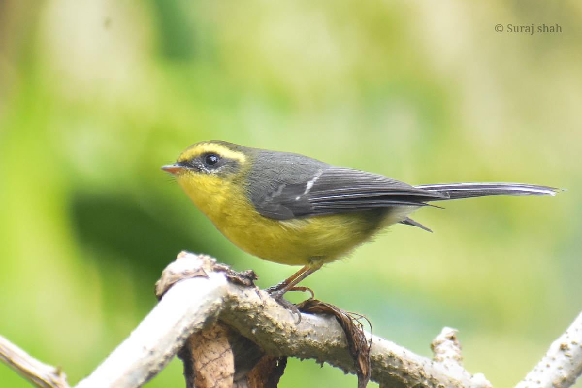 Yellow-bellied Fairy-Fantail - ML614333085