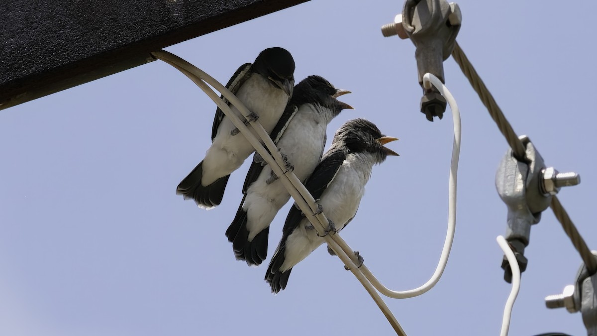 White-breasted Woodswallow - Markus Craig