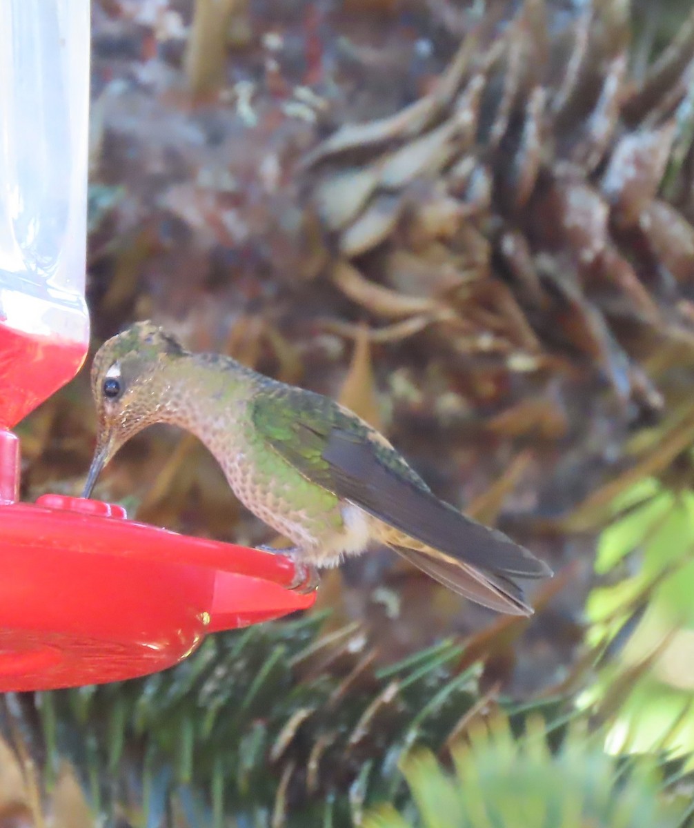 Green-backed Firecrown - ML614333308