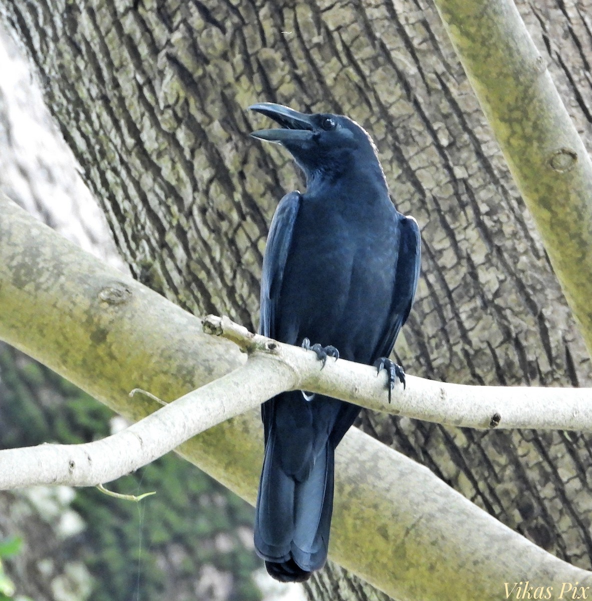 Large-billed Crow - ML614333347