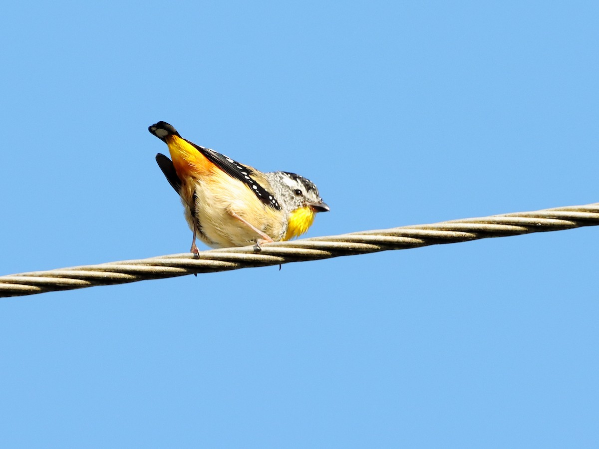 Spotted Pardalote - ML614333544