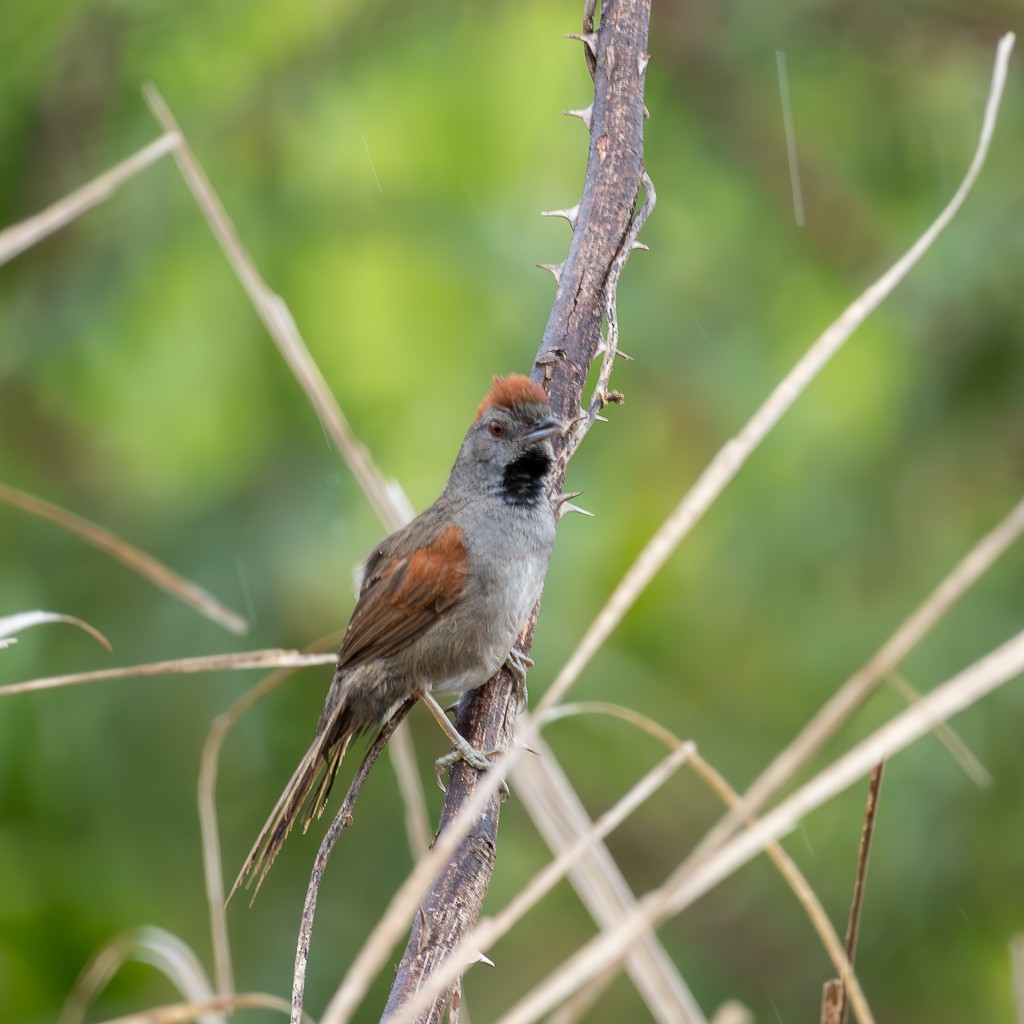 Cinereous-breasted Spinetail - ML614333613