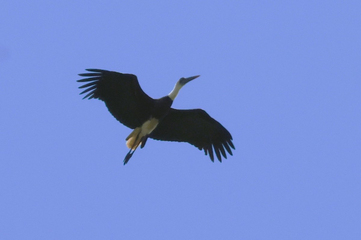 African Woolly-necked Stork - ML614333680