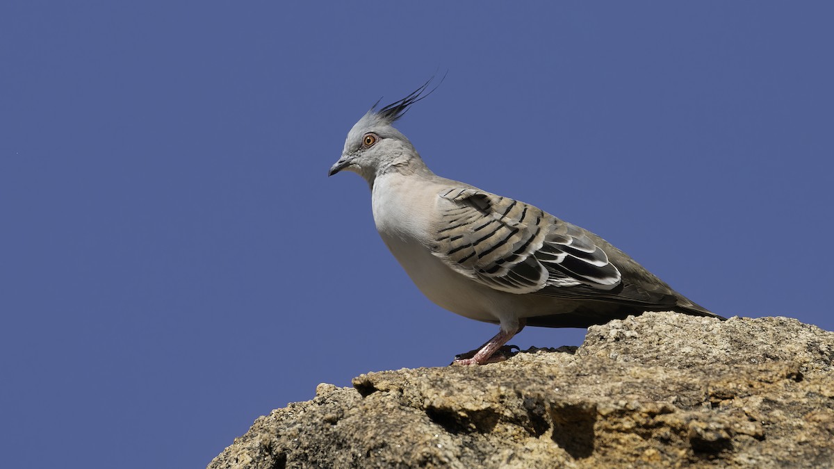Crested Pigeon - ML614333691
