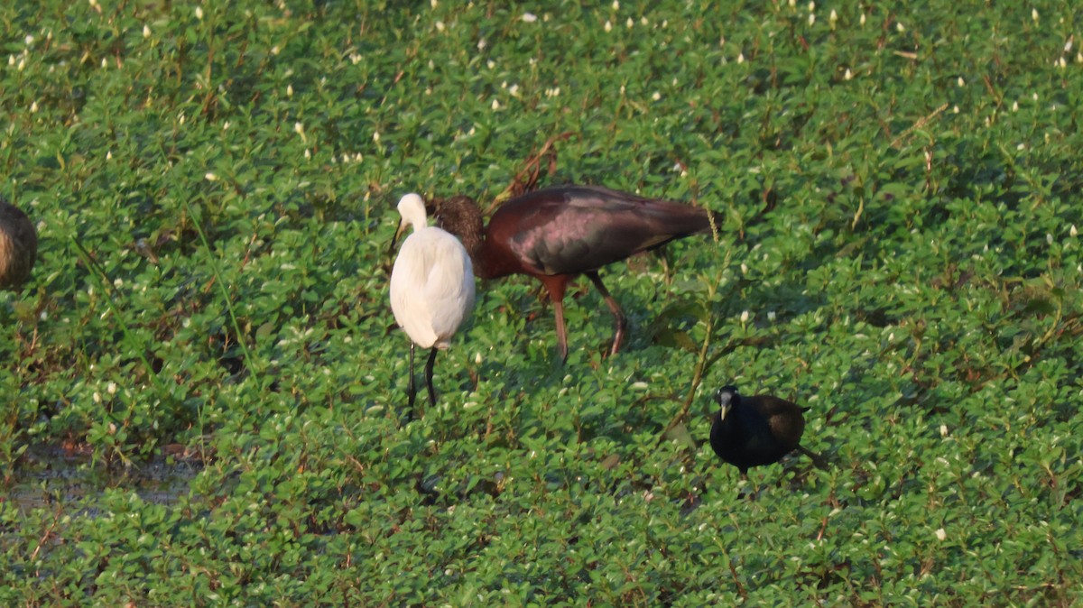 ibis hnědý - ML614333800
