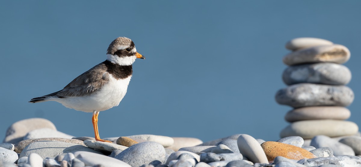 Common Ringed Plover - ML614333857