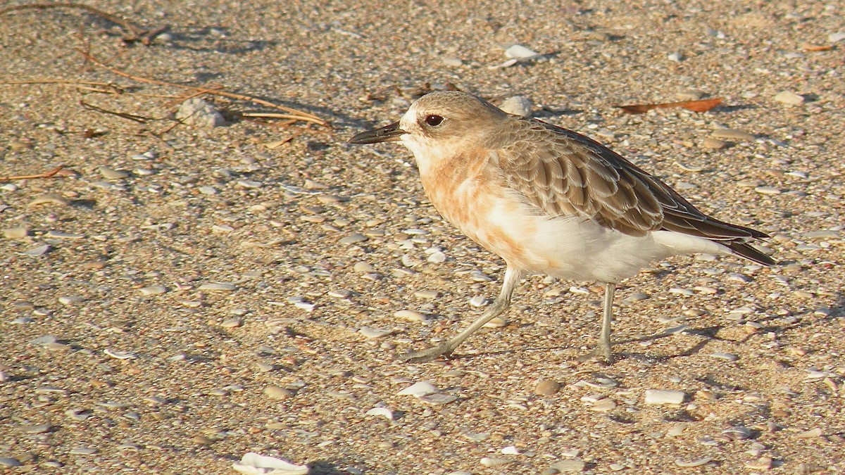 Red-breasted Dotterel - ML614333969