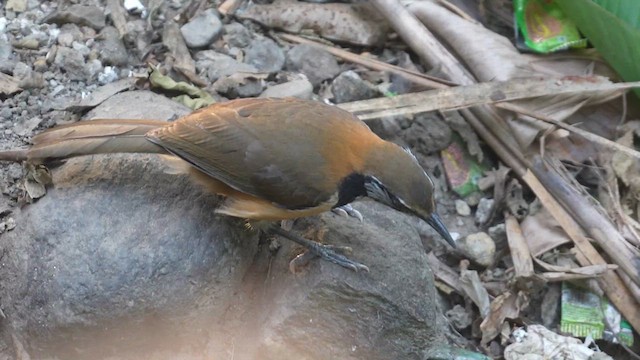 Greater Necklaced Laughingthrush - ML614334014