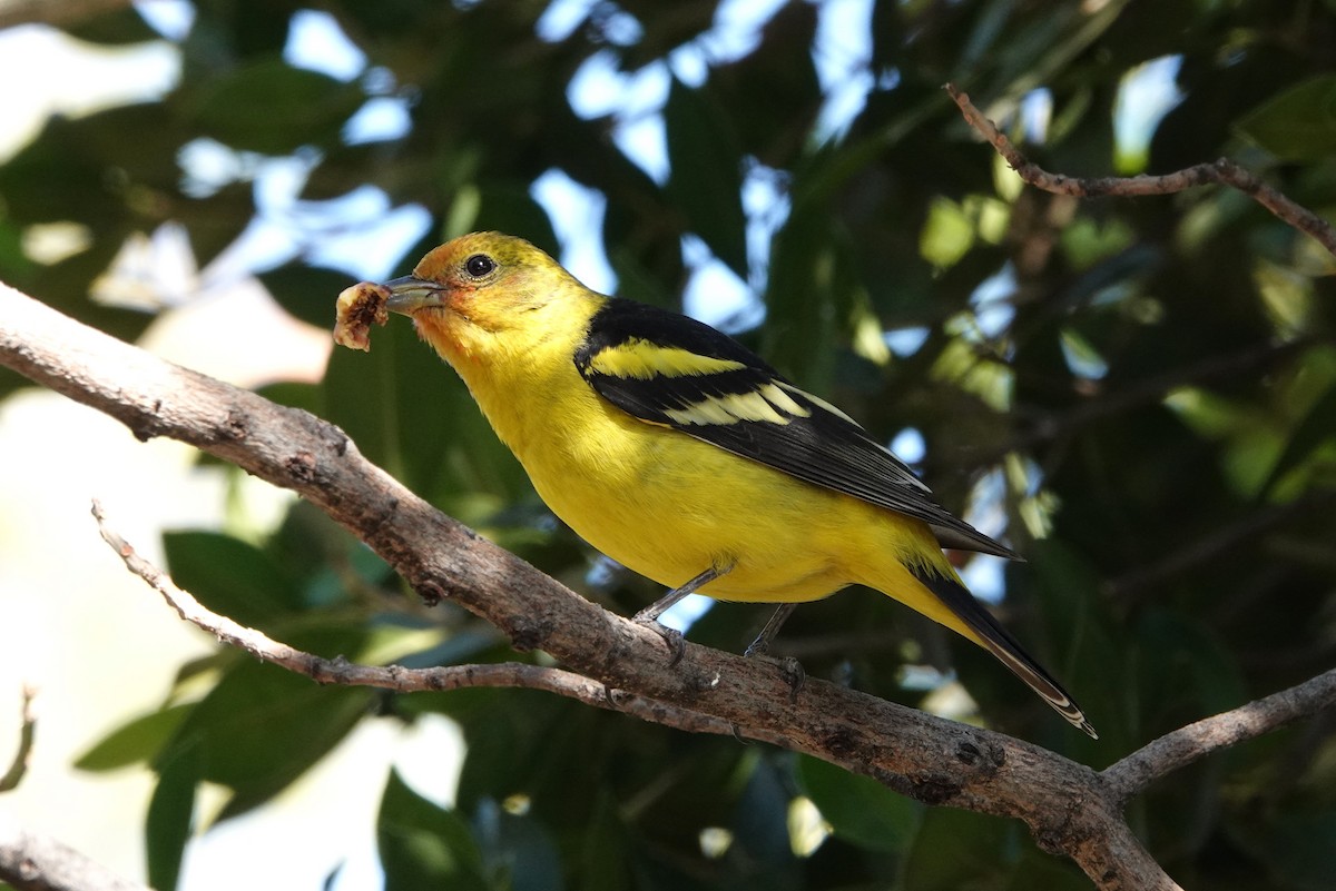 Western Tanager - ML614334127