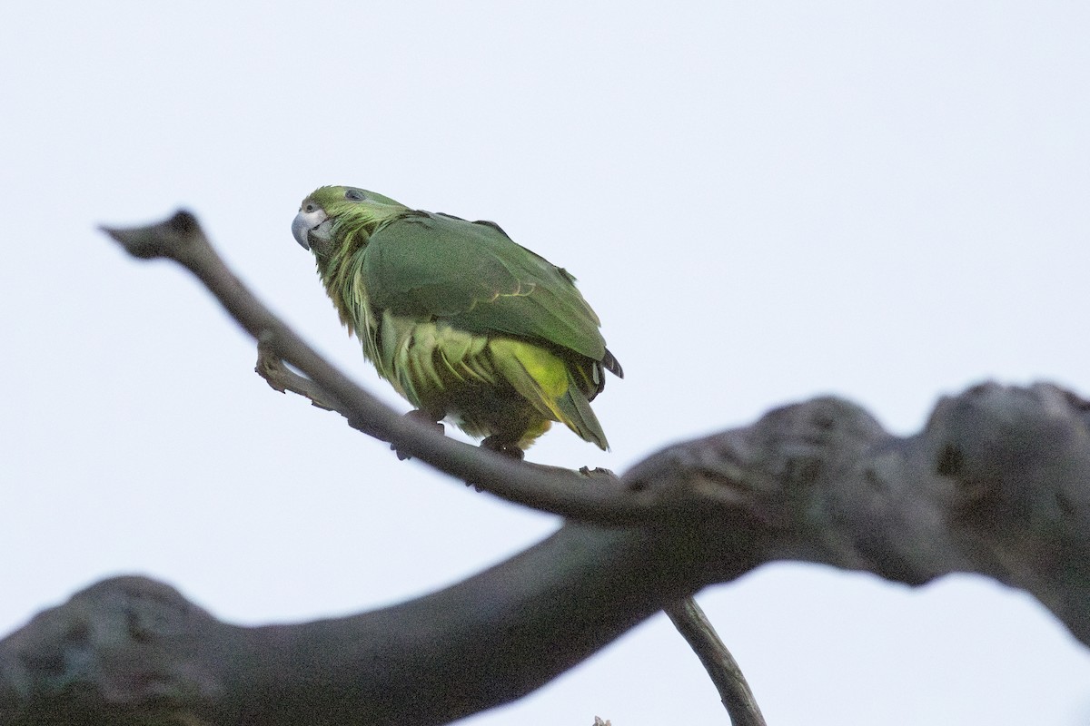 Scaly-naped Parrot - Jeff 'JP' Peters