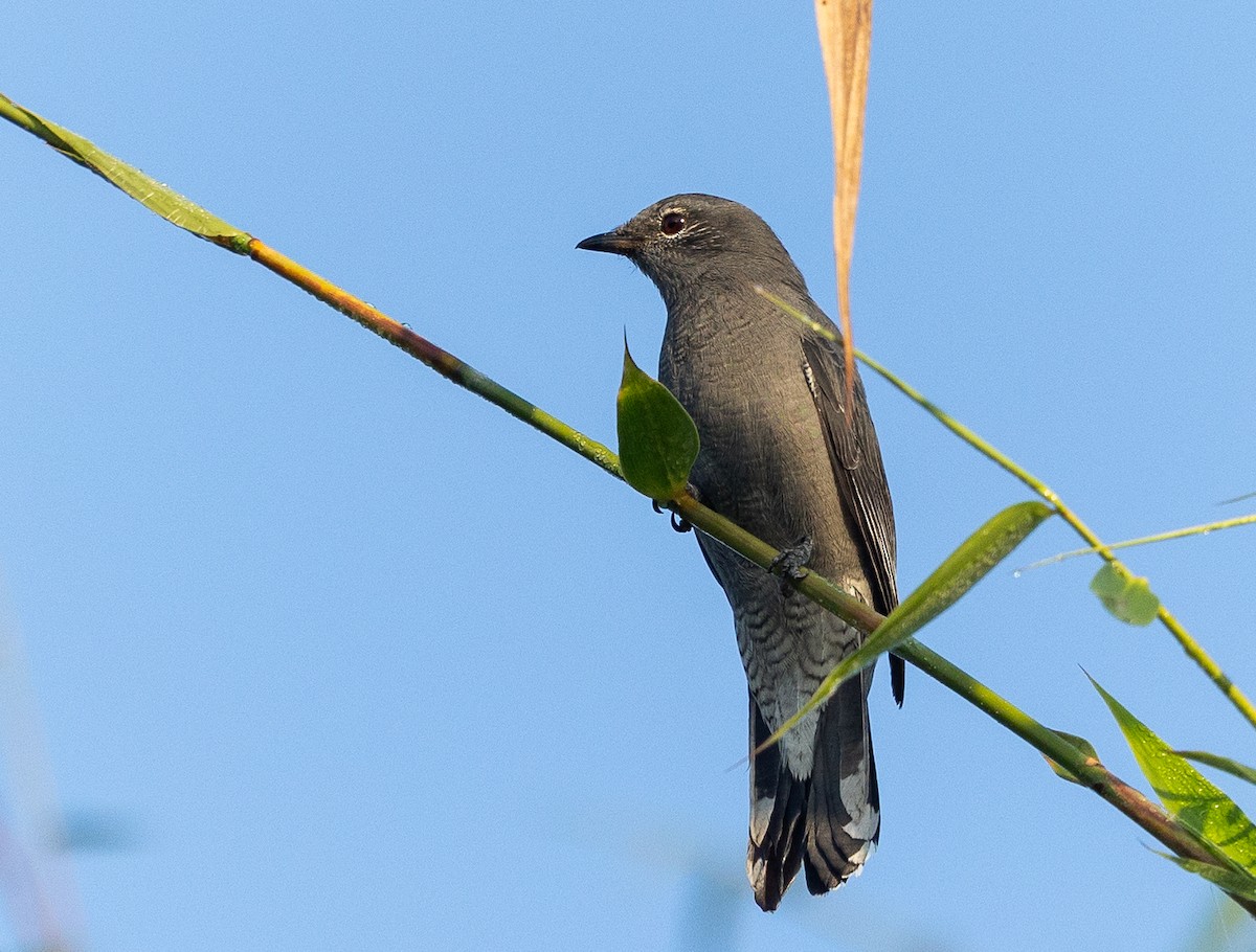 Black-winged Cuckooshrike - Gobind Sagar Bhardwaj
