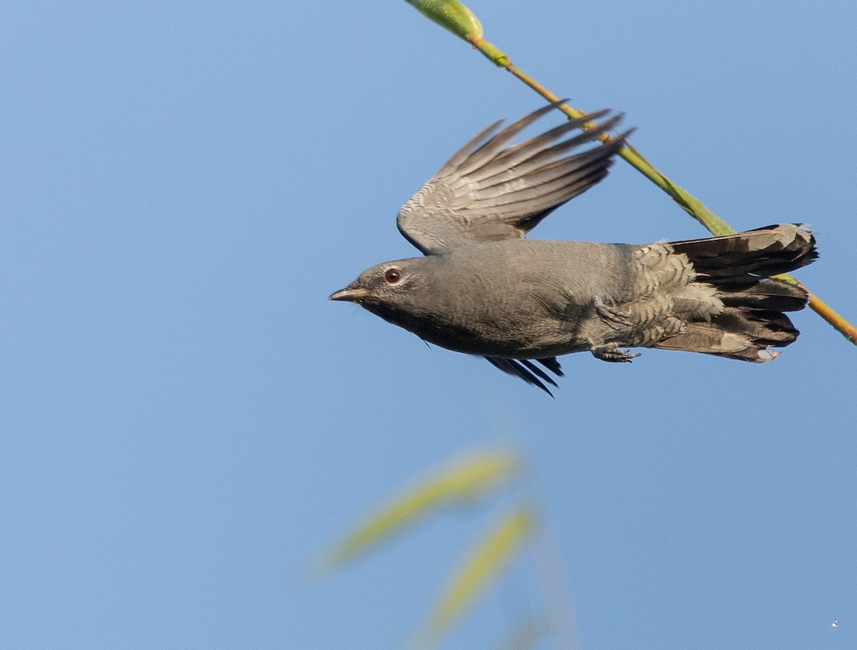 Black-winged Cuckooshrike - Gobind Sagar Bhardwaj