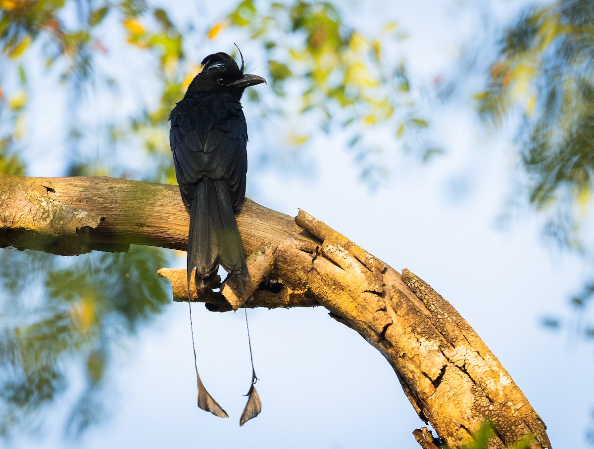 Greater Racket-tailed Drongo - ML614334747
