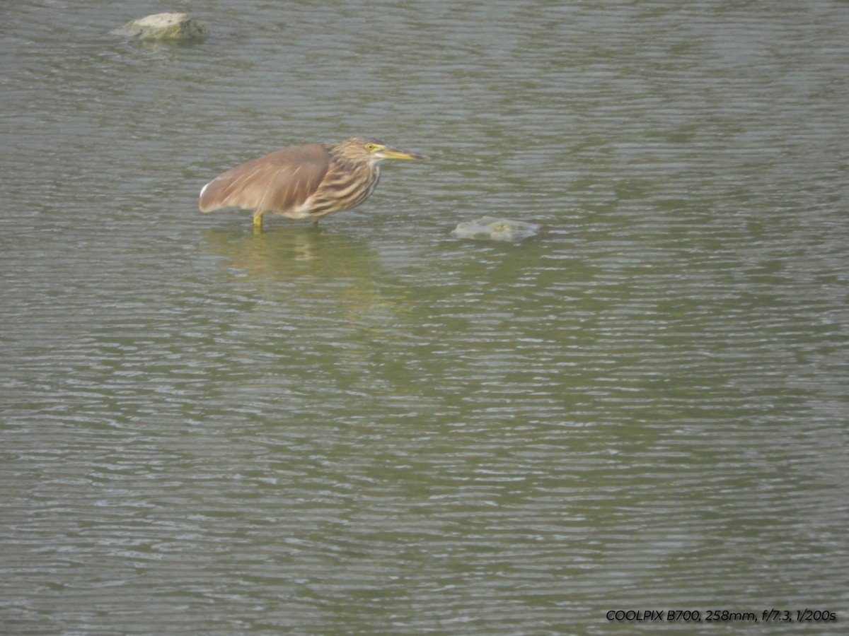 Indian Pond-Heron - ML614334910