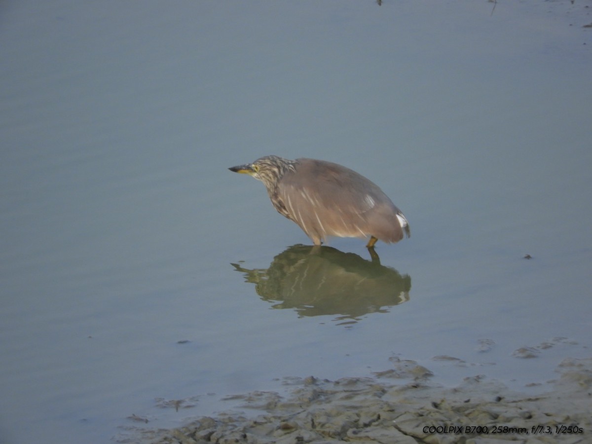 Indian Pond-Heron - ML614334911