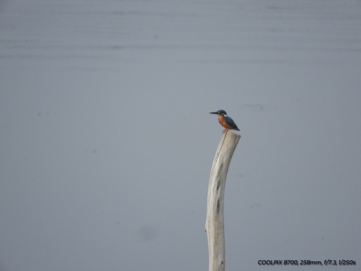 Common Kingfisher - Prem Prakash Garg