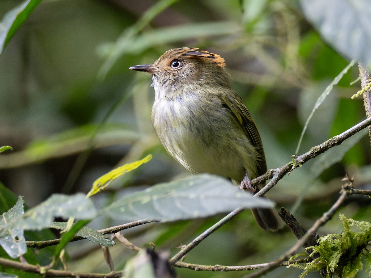 Scale-crested Pygmy-Tyrant - ML614334926