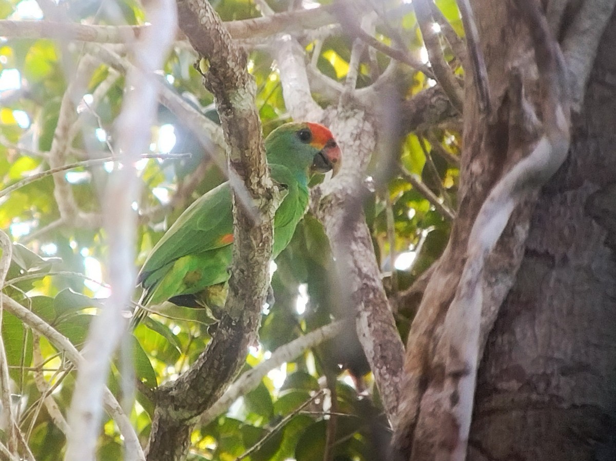 Red-browed Parrot - ML614334971
