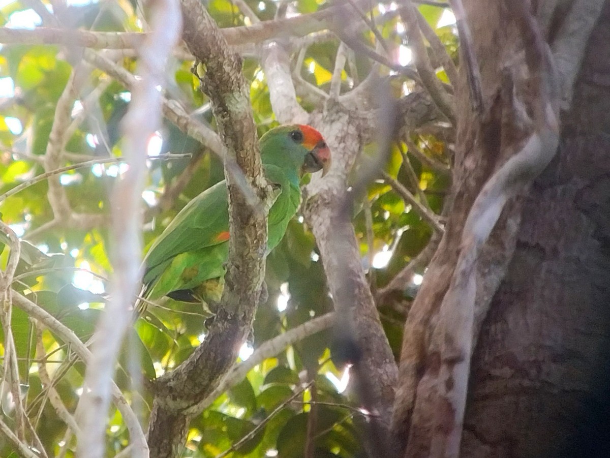 Red-browed Parrot - ML614334972