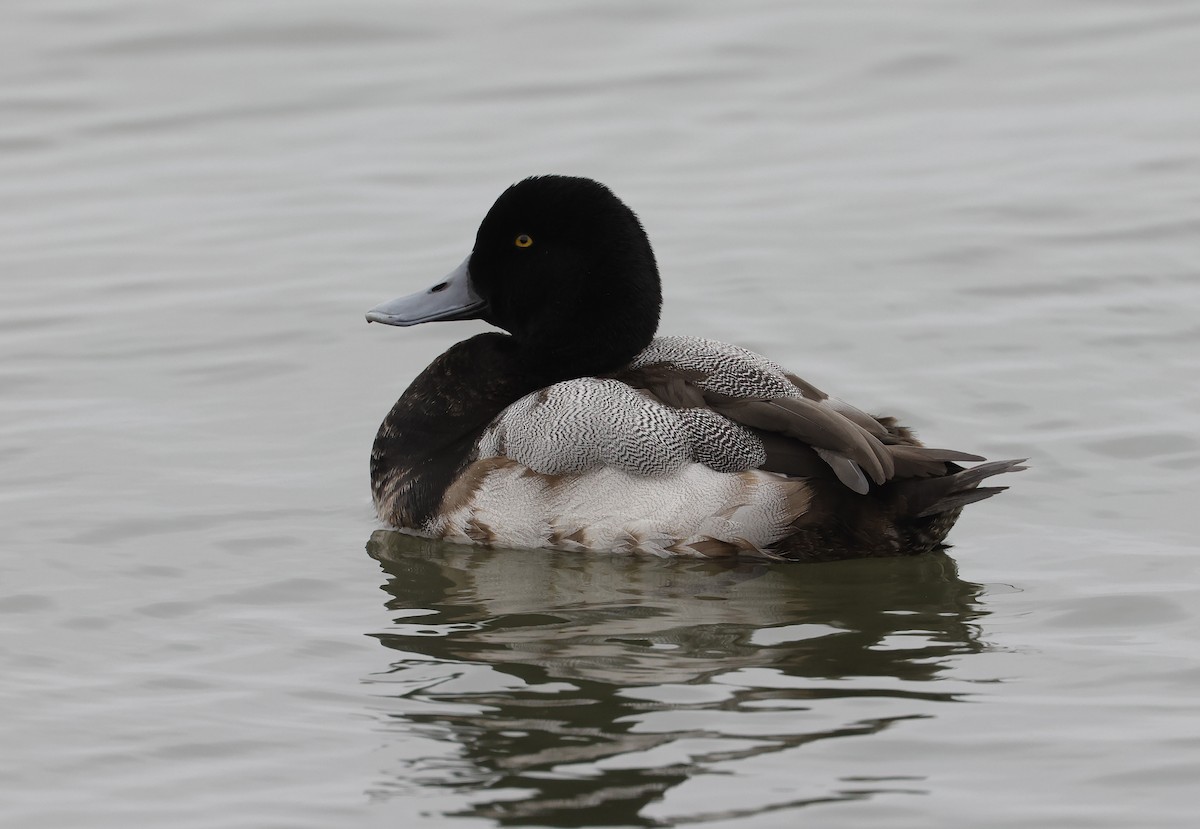Greater Scaup - ML614334982