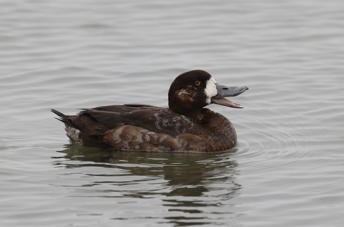 Greater Scaup - ML614334992