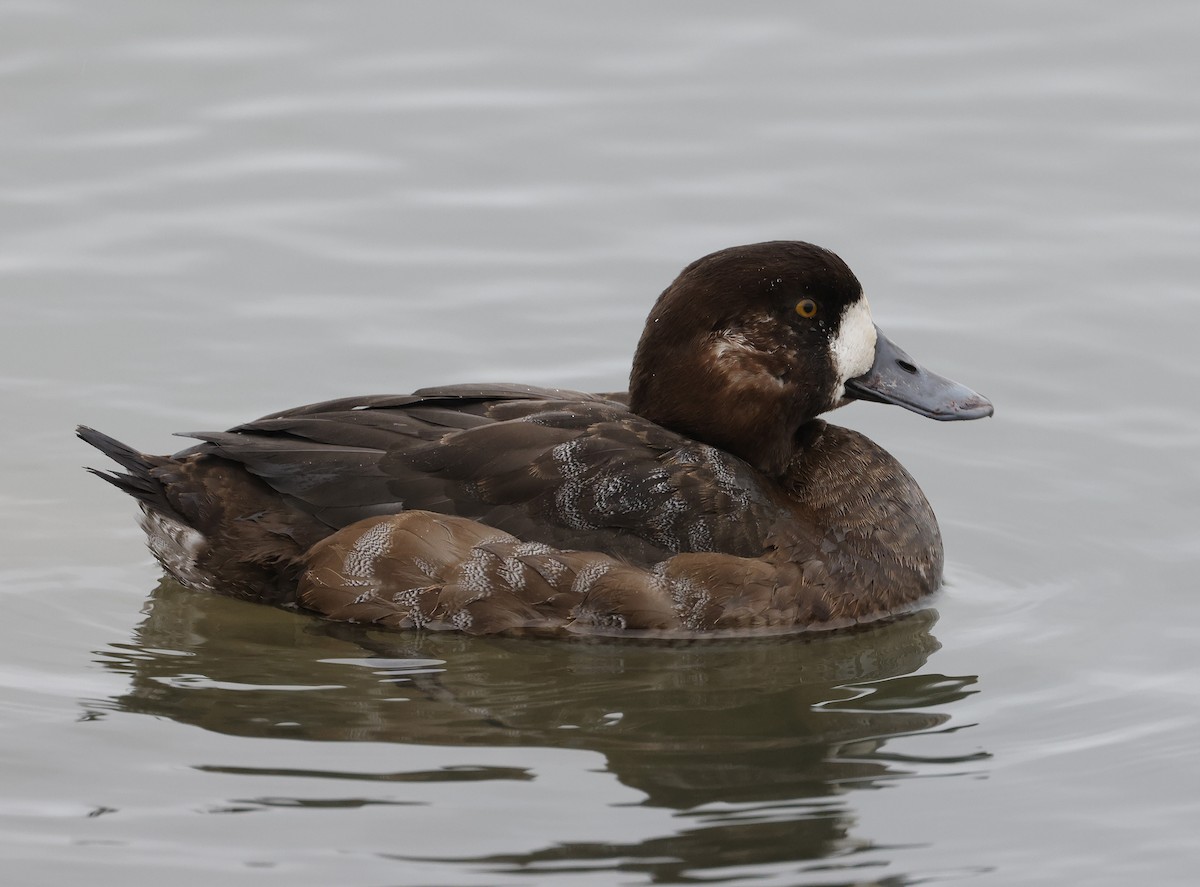 Greater Scaup - ML614335015