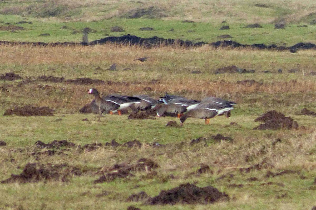 Lesser White-fronted Goose - ML614335082
