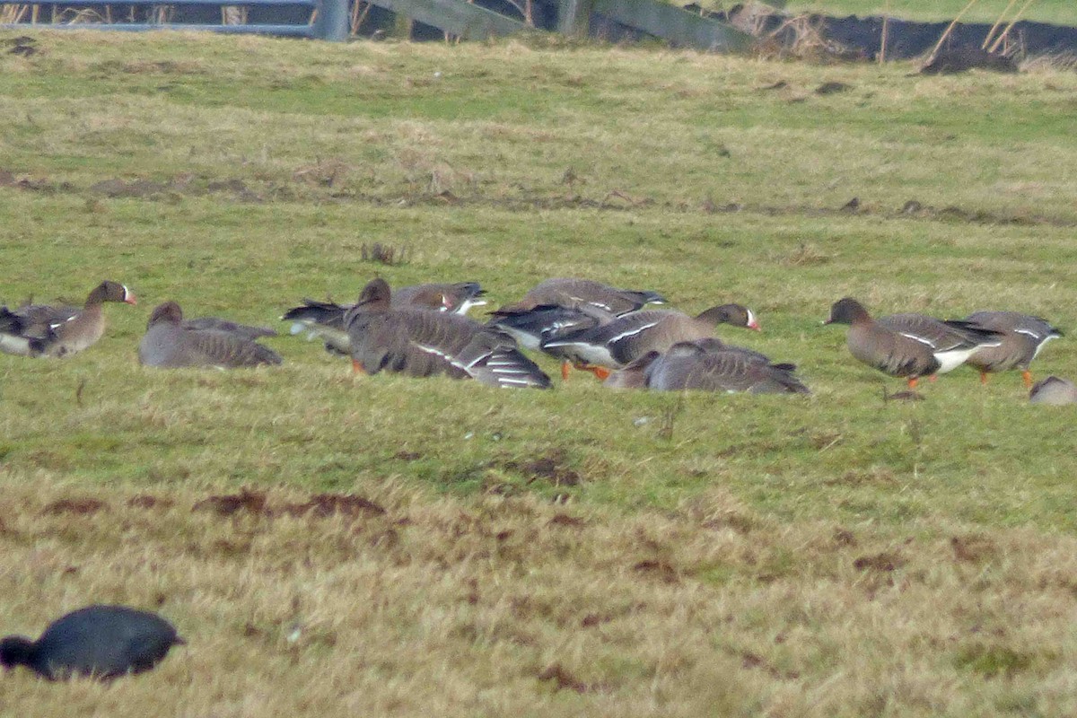 Lesser White-fronted Goose - ML614335124