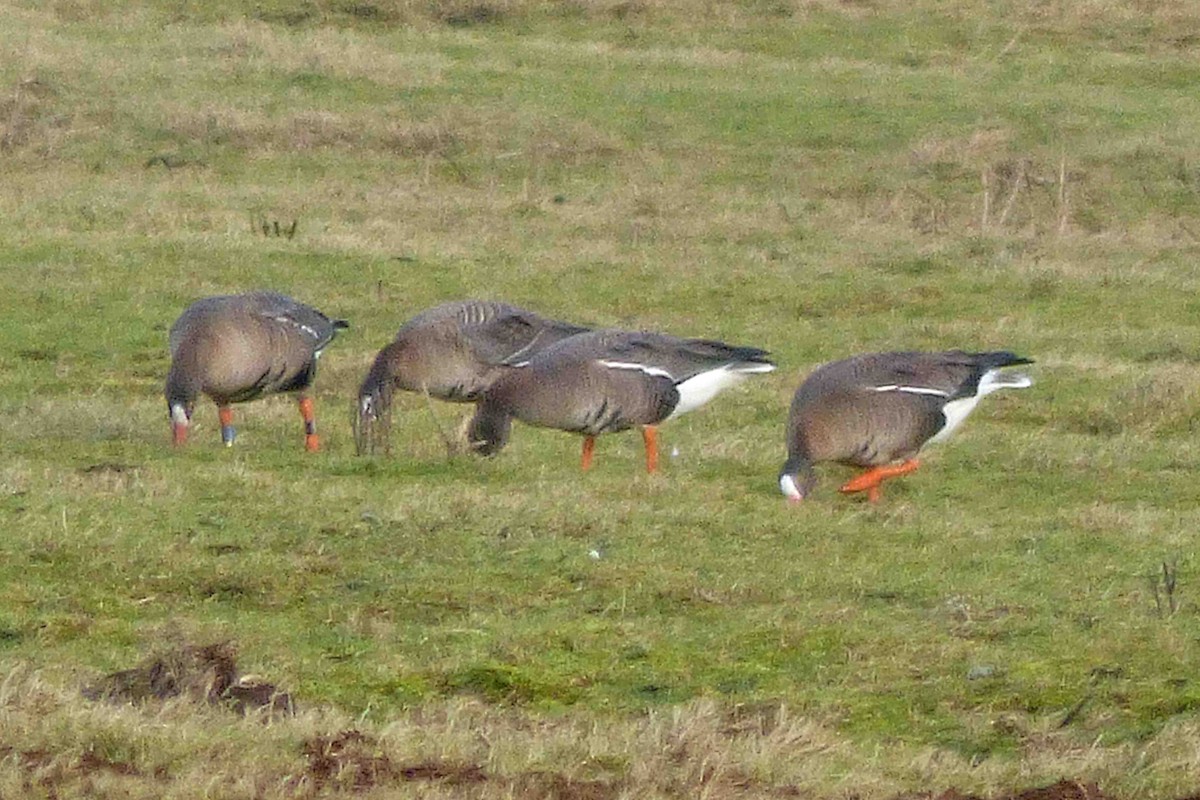 Lesser White-fronted Goose - ML614335125
