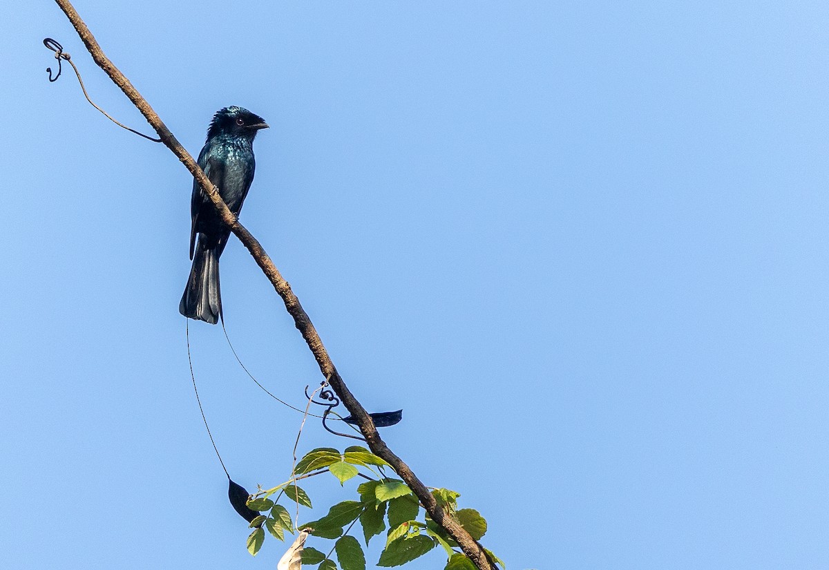 Lesser Racket-tailed Drongo - ML614335142