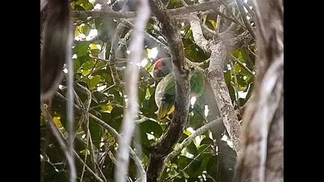 Red-browed Parrot - ML614335157