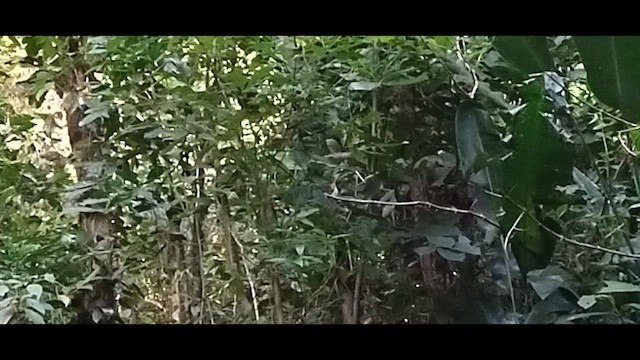 Чешуегорлый колибри-отшельник - ML614335208