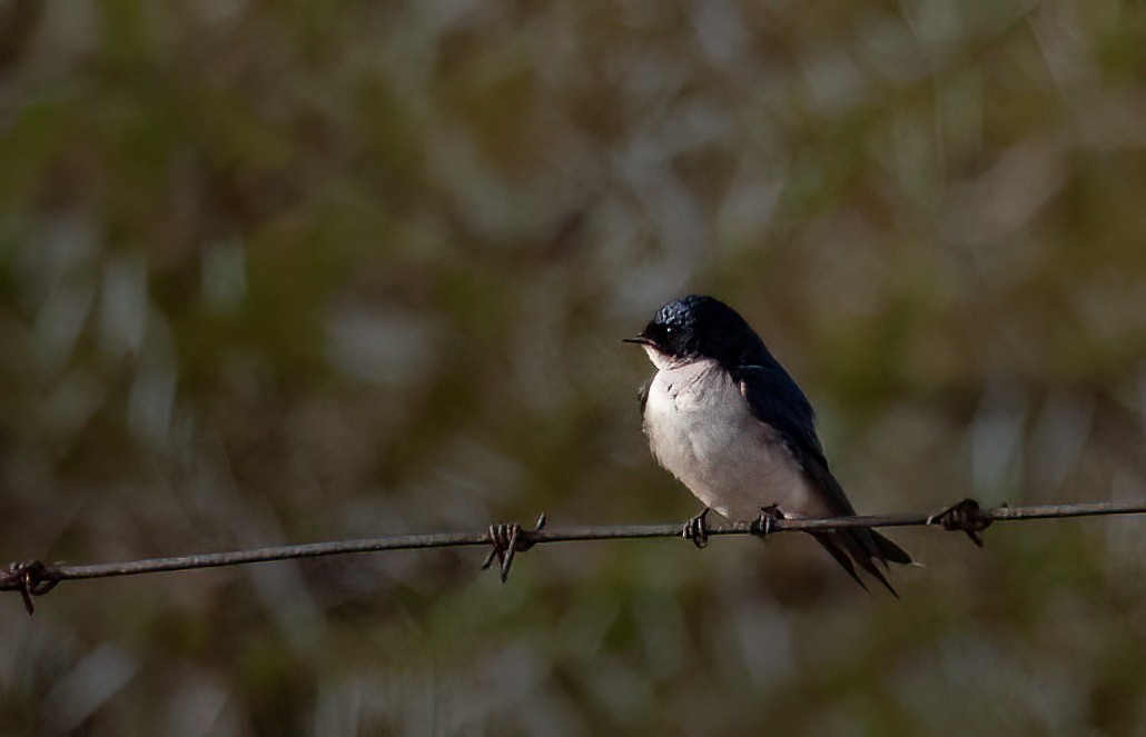 Pearl-breasted Swallow - ML614335623