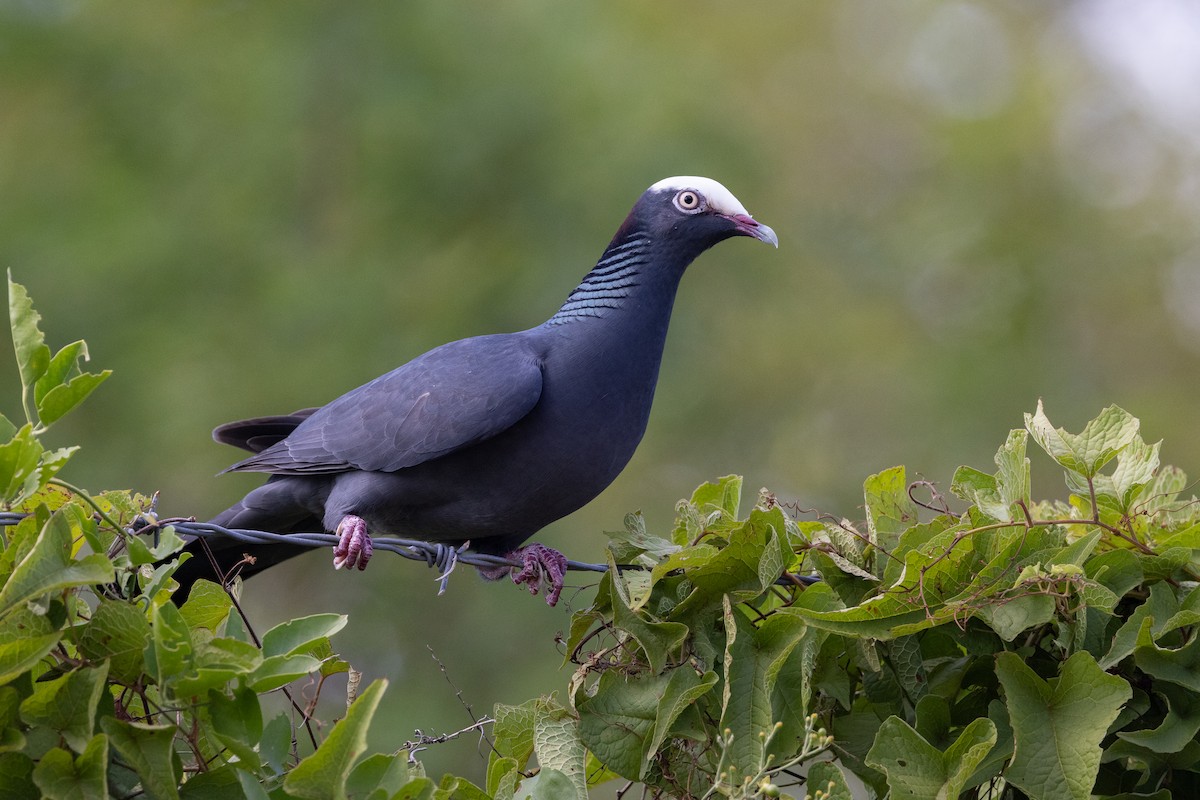 White-crowned Pigeon - ML614335761