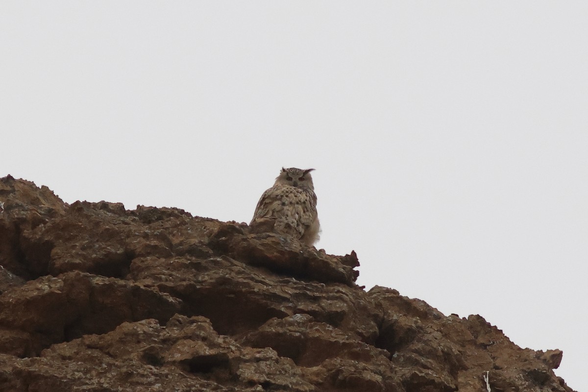 Eurasian Eagle-Owl - ML614335788