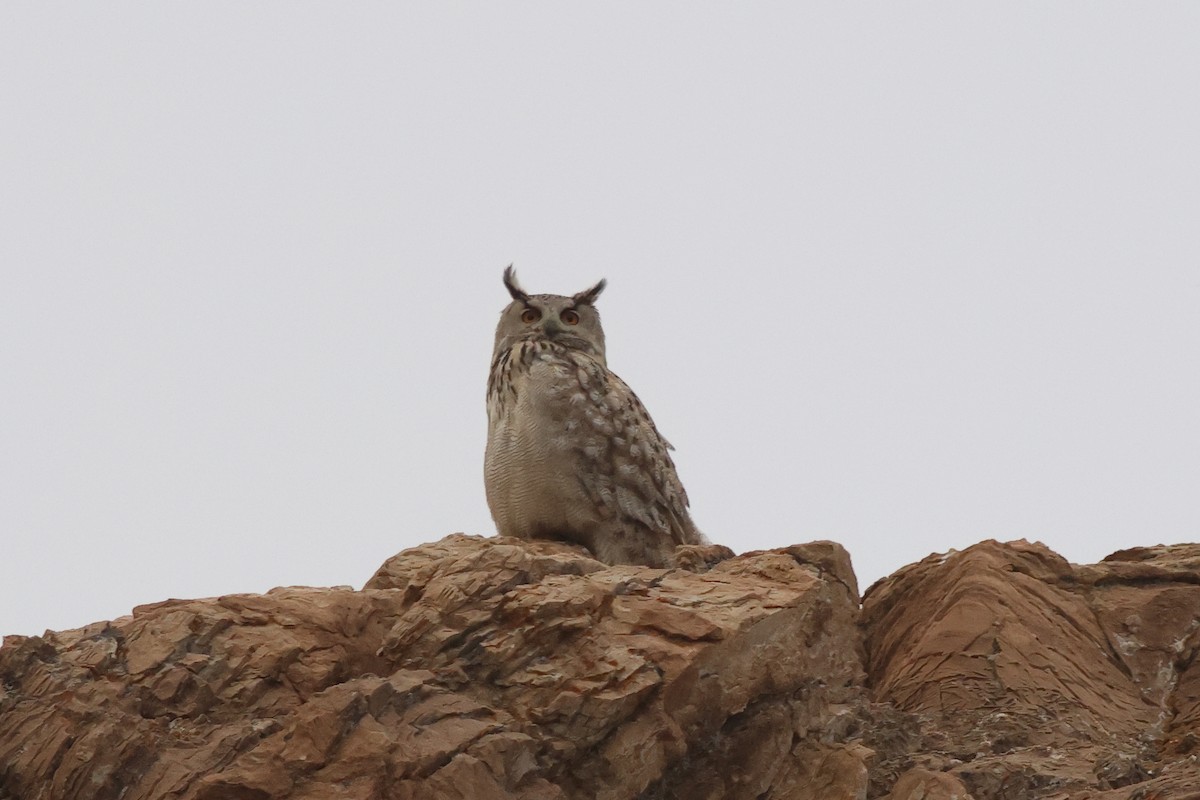 Eurasian Eagle-Owl - ML614335790