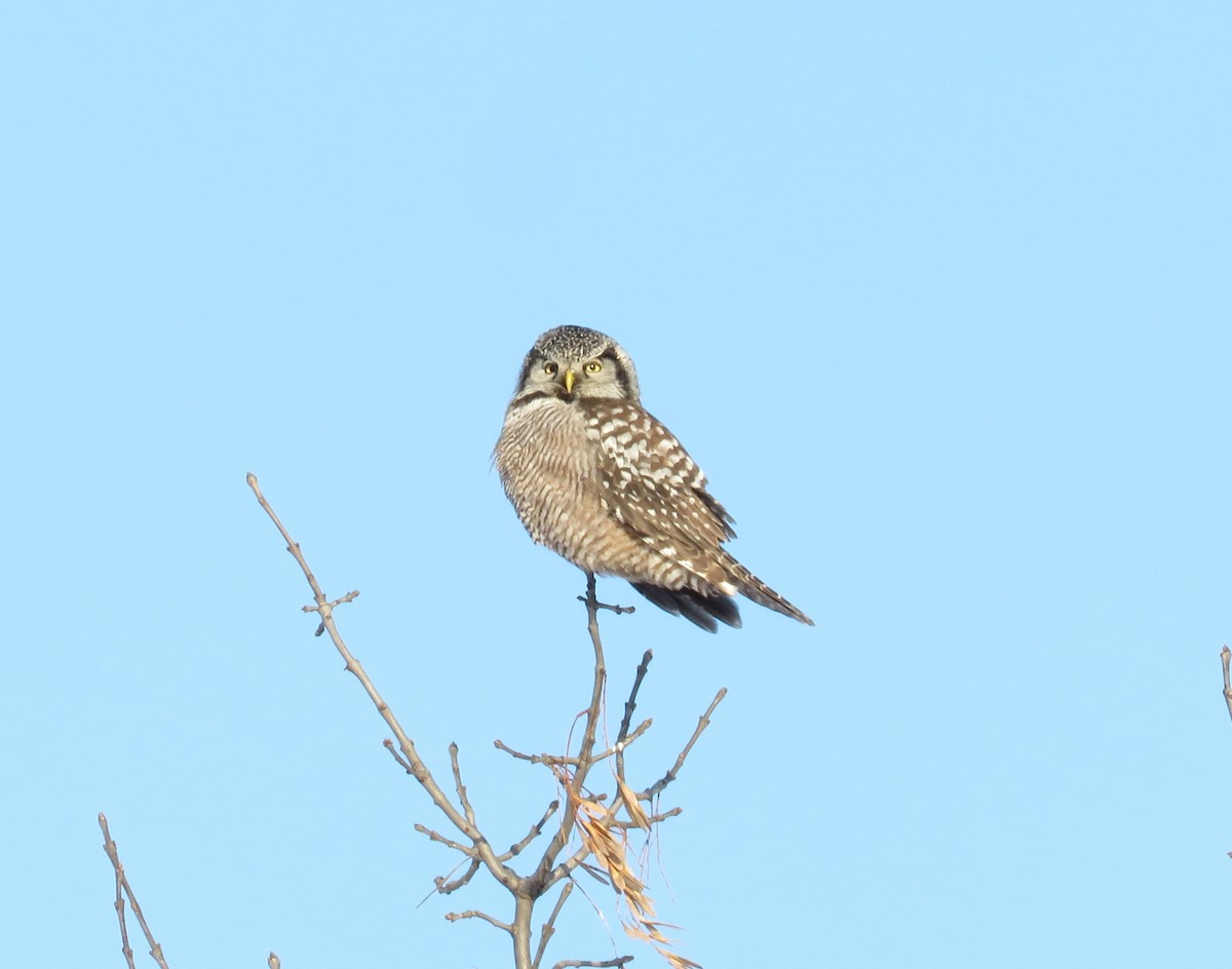 Northern Hawk Owl - ML614335817