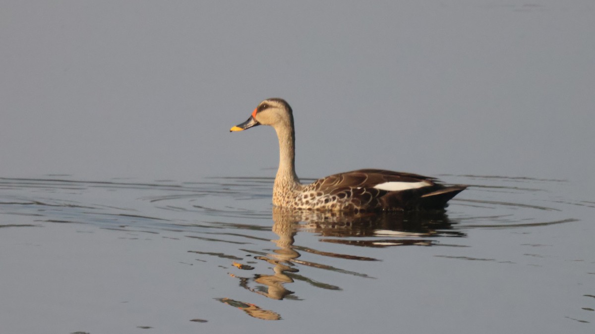 Indian Spot-billed Duck - ML614335868