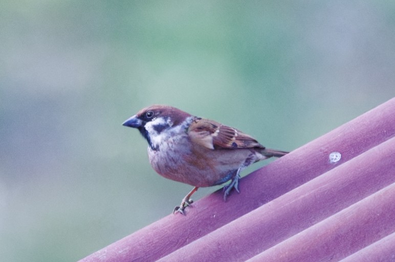 Eurasian Tree Sparrow - ML614335929