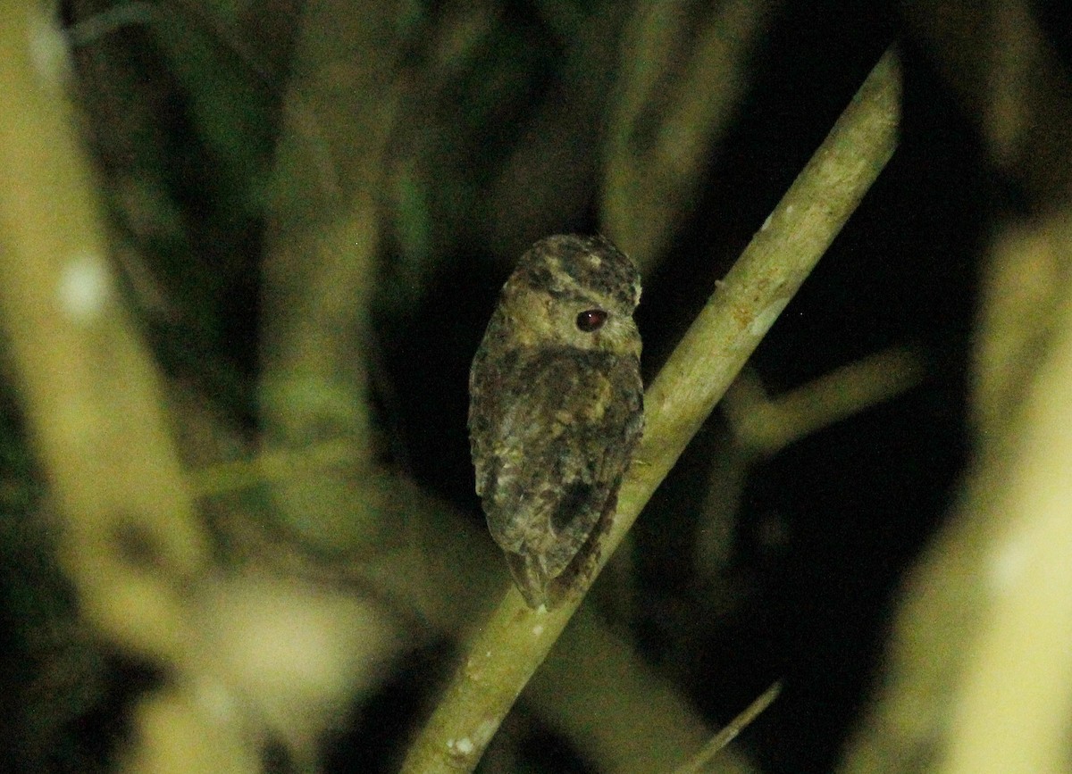 Sunda Scops-Owl - Krit Adirek