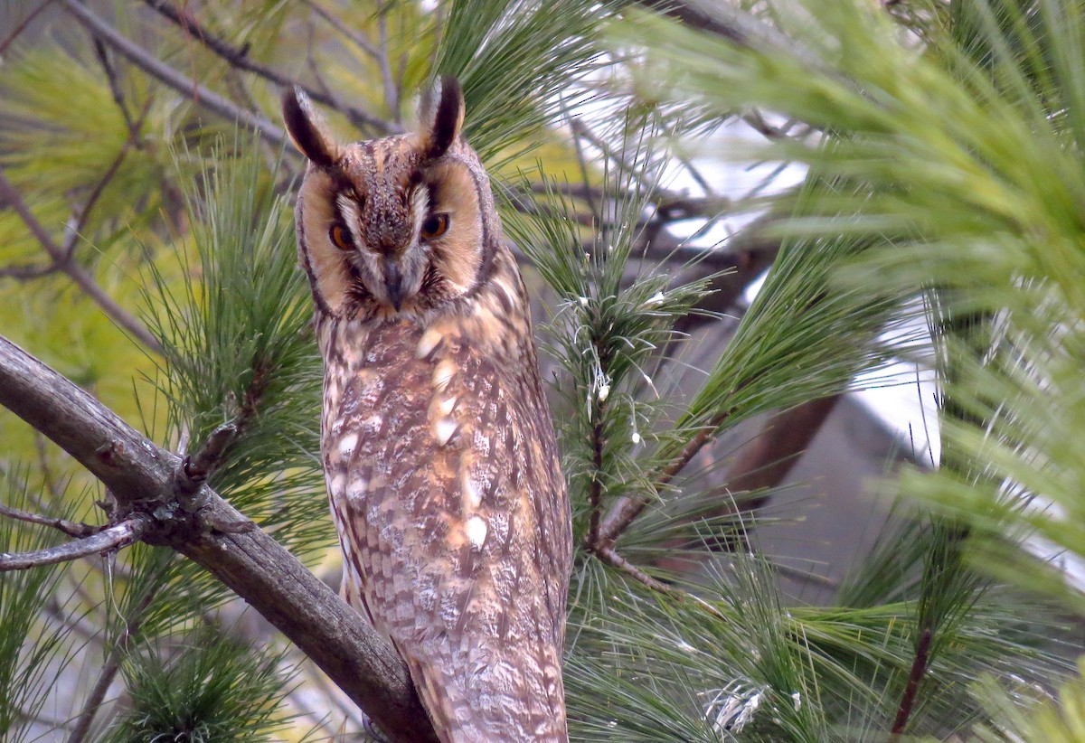 Long-eared Owl - ML614336096